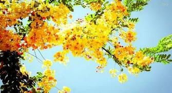 Yellow Flower HD Desktop Background Its Wallpaper
