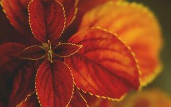 Macro Nature Wallpaper HD