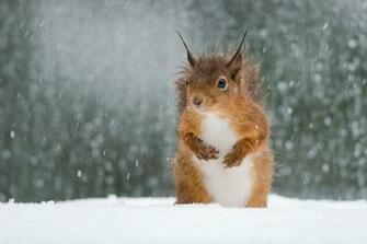Baby Squirrel Wallpaper