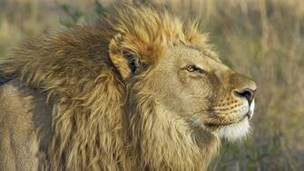Wallpaper Lion Male In Savanna