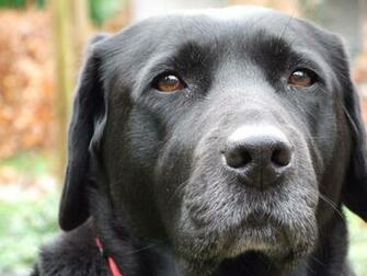 Labrador Lab Retriever Wallpaper Puppy Pictures Breed Info Sheds