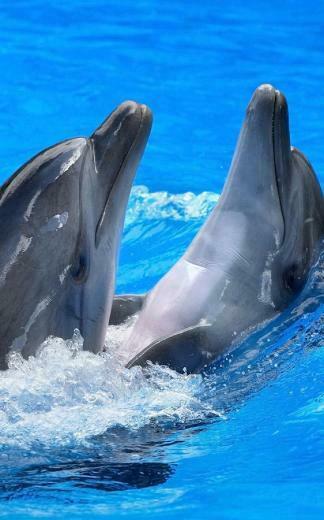 Dolphins Live Wallpaper Android Apps On Google Play