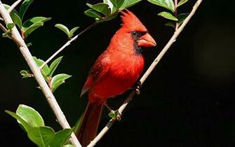 HD Cardinal Bird Wallpaper HDwallsource