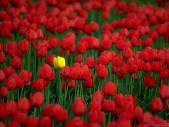 Yellow Rose Red Roses Widescreen Wallpaper Jpg