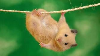 Hanging Hamster Desktop Pc And Mac Wallpaper