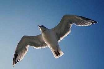 Birds Seagulls Wallpaper