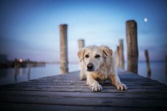 Golden Retriever HD Wallpaper Background Image Id
