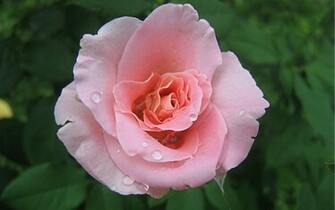 Widescreen Wallpaper Pink Roses Background Rose