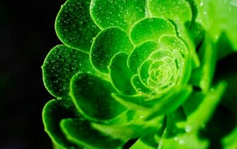 Flower Strange Wallpaper