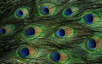 Wallpaper Of Peacock Feathers HD