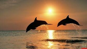 Wallpaper Cute Ocean Beautiful Desktop Background Nature