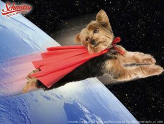 Yorkie Wallpaper
