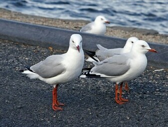 Seagull Bird Wallpaper Desktopwallpaper