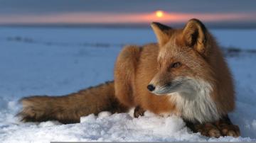 Fox At Sunset Wallpaper Id Wallpapervortex