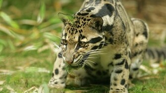 Clouded Leopard Wallpaper