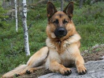 German Shepherd Wallpaper Funny Animals
