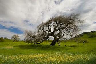 Spring Dance Traveler Photo Contest National Geographic