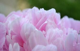 Wallpaper Flower Peony Pink Pion Flowers