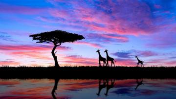 Savannah Sunset Wallpaper