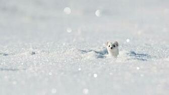 Stoat HD Wallpaper Background Image Id