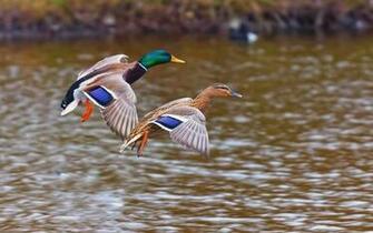Mallard Duck Wallpaper Desktop Image Of