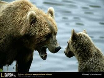 Grizzly Bear Wallpaper