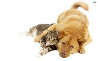 Cats And Dogs Wallpaper