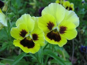 Pansy Flower Wallpaper Wallpaper9