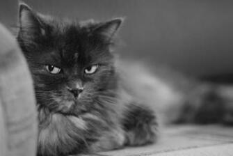 Cute Black Cat HD Wallpaper Full Res Pretty Desktop Laptop Mobile
