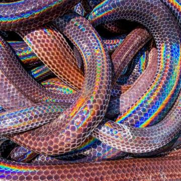 Sunbeam Snake Known For Their Highly Iridescent Scales