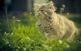 Outdoor Cat Wallpaper Myspace Background