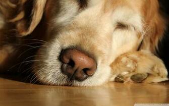 Lazy Day Ultra HD Desktop Background Wallpaper For 4k UHD Tv