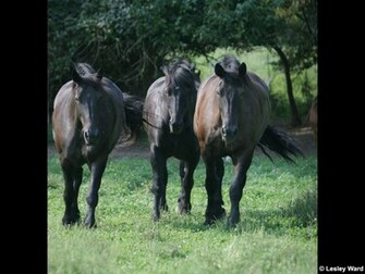 Draft Horse Desktop Wallpaper And Screensaver