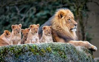 Lion Family Baby Lions HD Wallpaper