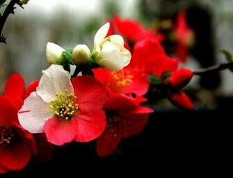 Red Orchid Wallpaper HD Exitic