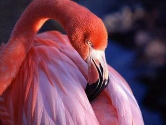 Pink Flamingo Wallpaper Enjoy For Your