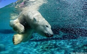 Polar Bear Wallpaper Arctic Bears HD