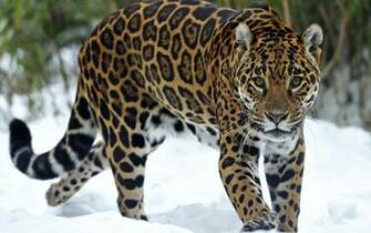 Jaguar Predator Snow Eyes Cat Wallpaper
