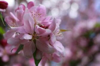 Apple Blossom Spring Flower HD Wallpaper Flowers