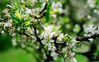 Apple Blossom Wallpaper