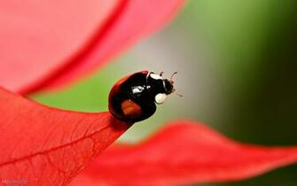 Pictures Black Ladybird High Quality Wallpaper Pixel