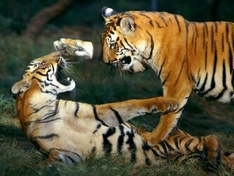 Tigers Indian Cute Tiger Cu Bs Photos Wallpaper