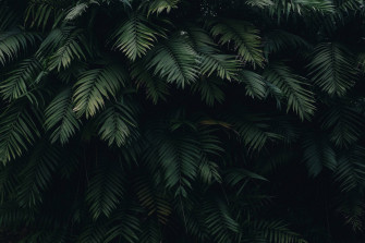 Green Leaves 4k HD Laptop Wallpaper