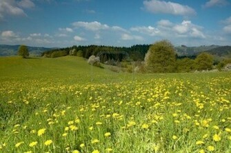 Sitting Bench Spring Meadow Wallpaper HD Background