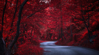 Red Nature Wallpaper