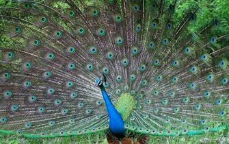 Wallpaper Animal Microsoft Exquisite Pictures