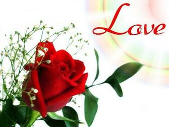 Red Rose Flowers Wallpaper Entertainment Only
