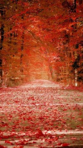 Amazing Fall Wallpaper Background For iPhone
