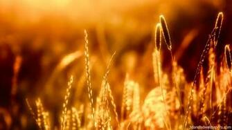 Amazing Wallpaper1133