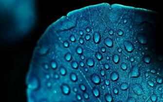 Macro Blue Leaf Water Drops HD Wallpaper